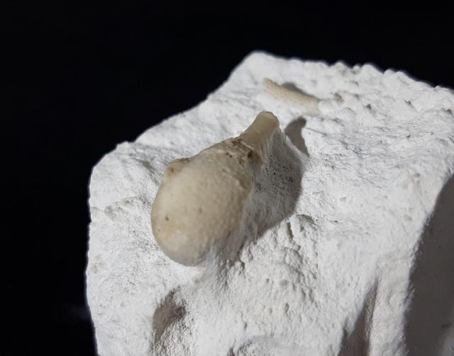 Stachel eines Tylocidaris baltica (SCHL�TER 1892) - Bild &copy; FossNet FossilienStore